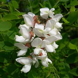 robinia pseudoacacia